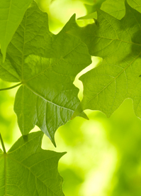 GreenHome_Leaves